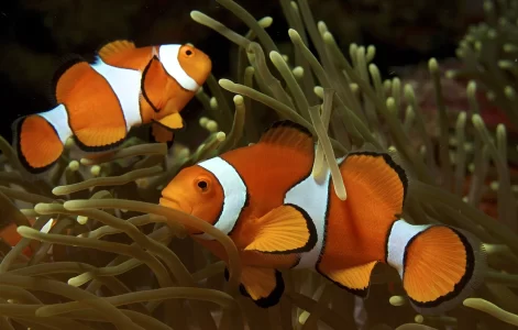 1585px-Amphiprion_ocellaris_(Clown_anemonefish)_by_Nick_Hobgood