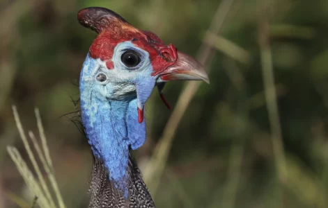 Helmeted_guineafowl_(Numida_meleagris_damarensis)_head